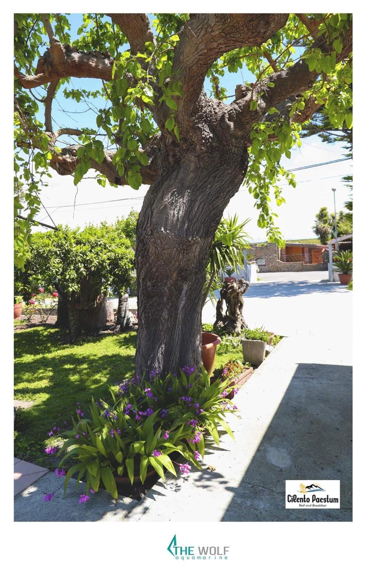 B&B Cilento パエストゥム エクステリア 写真